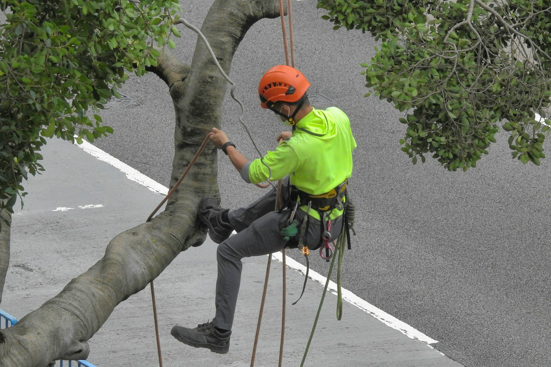 Culpeper Tree Advisors